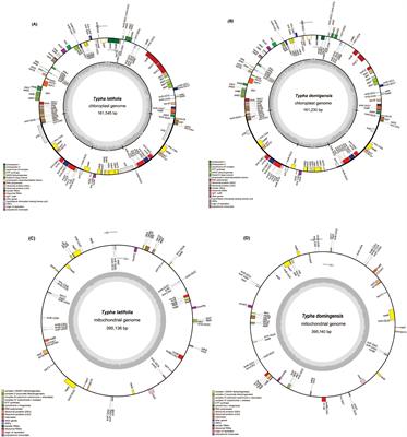 Organelle genome assembly, annotation, and comparative analyses of Typha latifolia and T. domingensis: two keystone species for wetlands worldwide